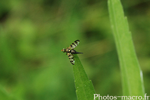 Urophora terebrans